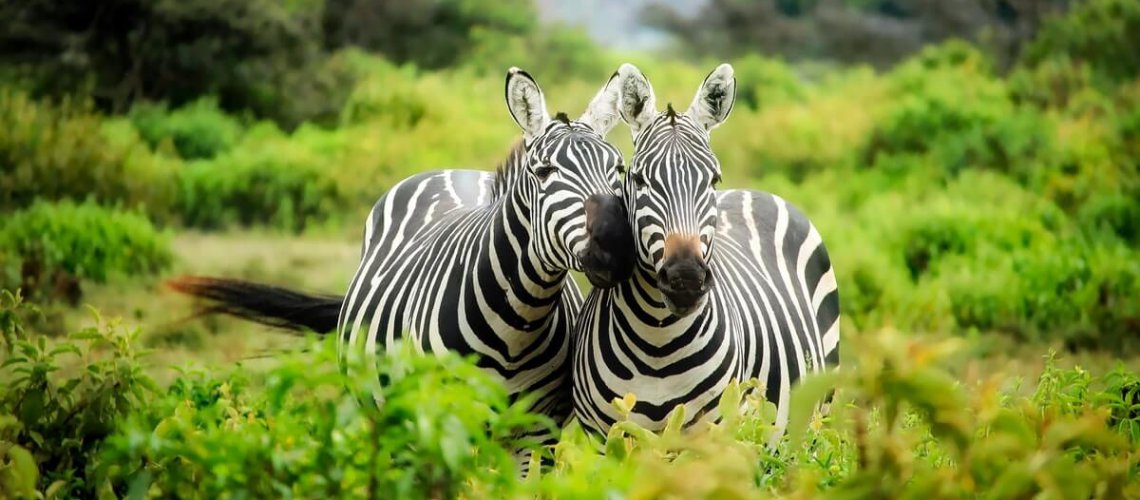 zebras-on-zebra-247376 zebras-on-zebra-247376